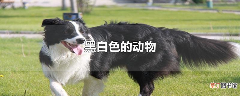 黑白色的动物