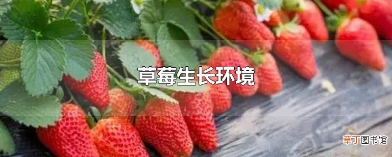 草莓生长环境