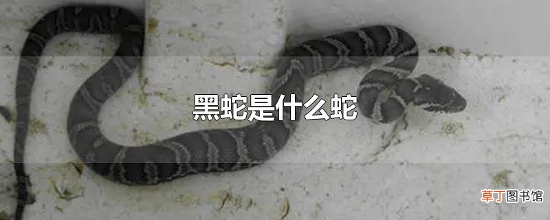 黑蛇是什么蛇
