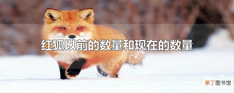 红狐以前的数量和现在的数量