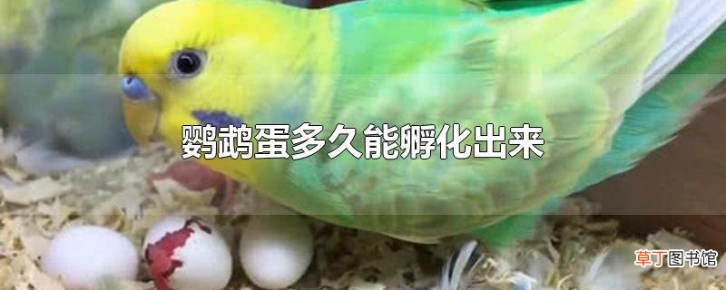 鹦鹉蛋多久能孵化出来