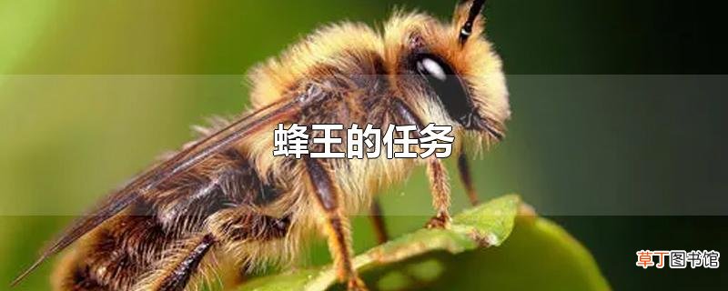 蜂王的任务