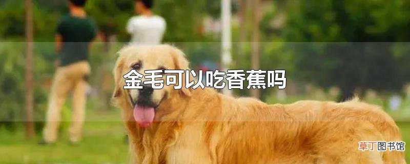 金毛可以吃香蕉吗
