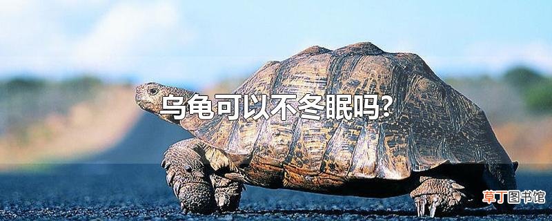 乌龟可以不冬眠吗?