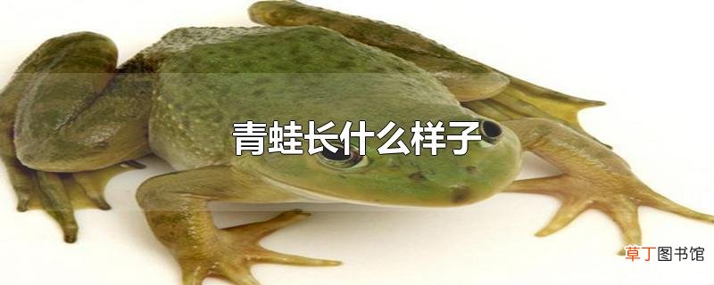 青蛙长什么样子