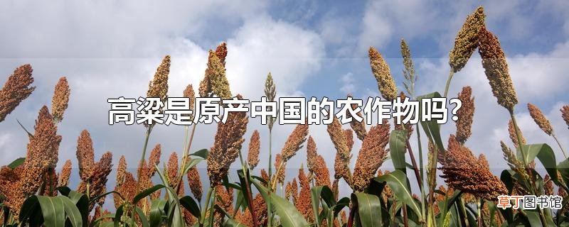 高粱是原产中国的农作物吗?