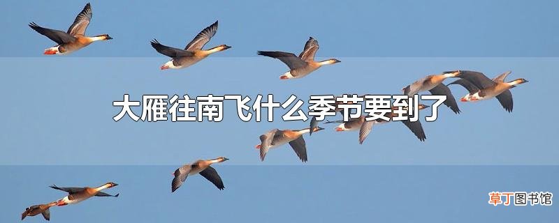 大雁往南飞什么季节要到了