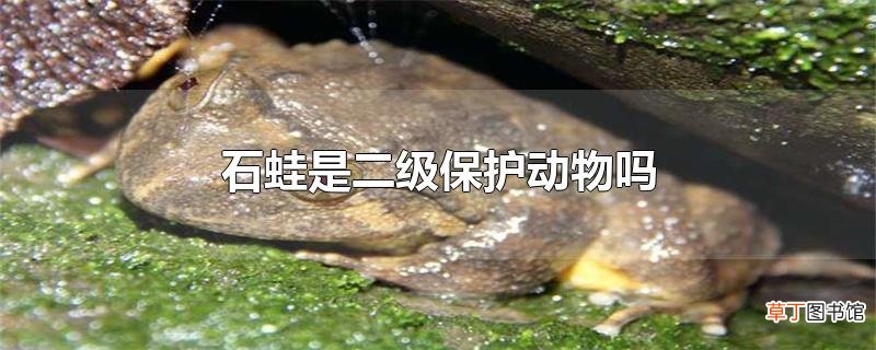 石蛙是二级保护动物吗