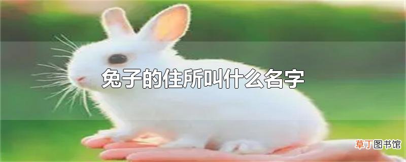 兔子的住所叫什么名字
