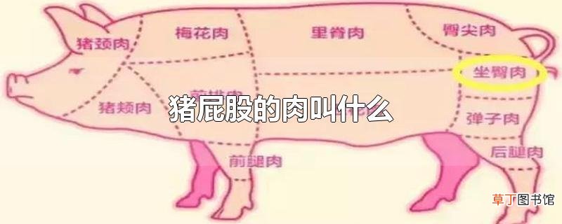 猪屁股的肉叫什么