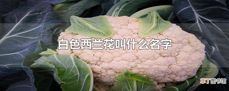 白色西兰花叫什么名字