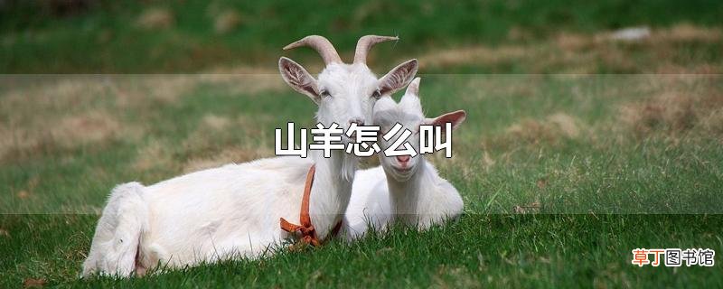 山羊怎么叫