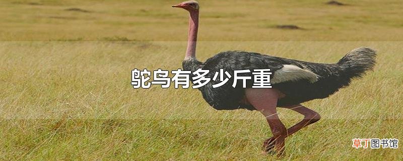 鸵鸟有多少斤重