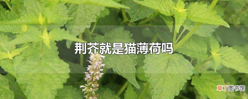 荆芥就是猫薄荷吗