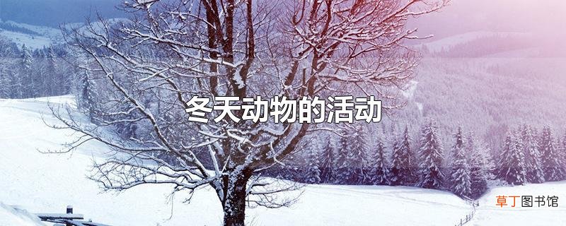 冬天动物的活动