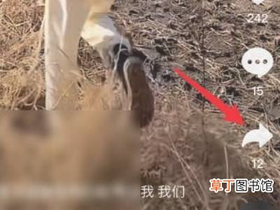 抖音怎样上传一左一右视频