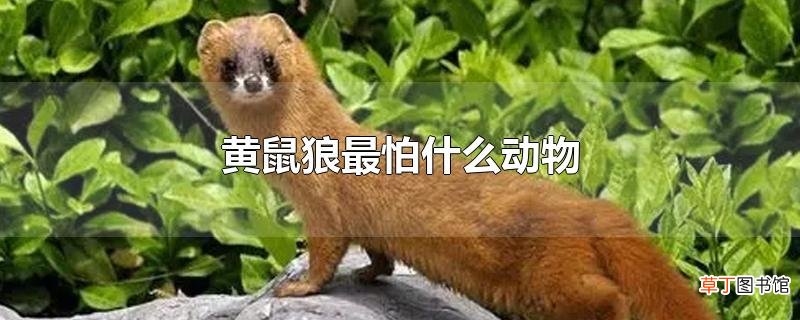 黄鼠狼最怕什么动物