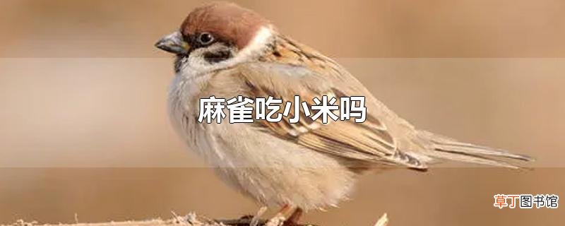 麻雀吃小米吗