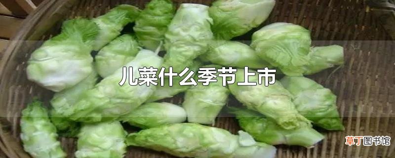 儿菜什么季节上市