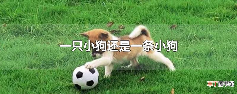 一只小狗还是一条小狗