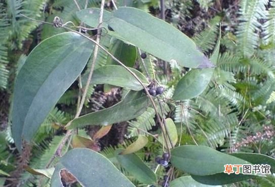 土茯苓的功效与应用 土茯苓的功效与作用)