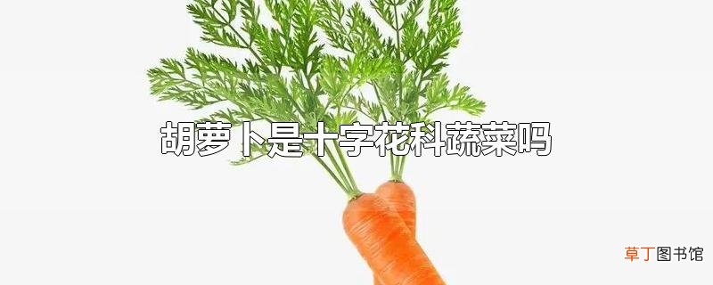 胡萝卜是十字花科蔬菜吗