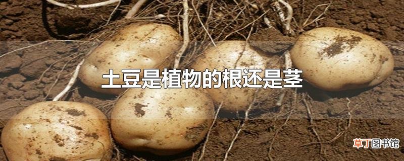 土豆是植物的根还是茎