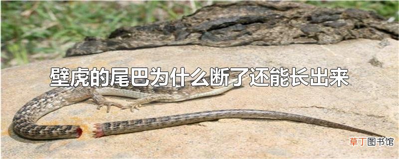 壁虎的尾巴为什么断了还能长出来