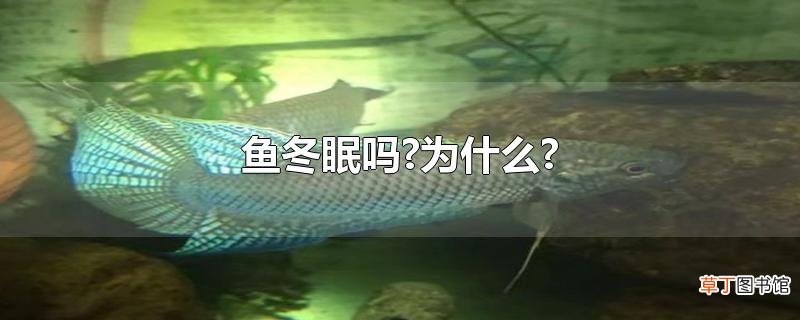 鱼冬眠吗?为什么?
