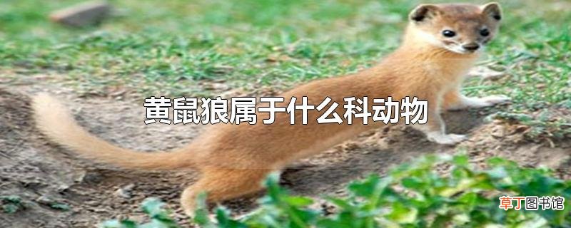 黄鼠狼属于什么科动物