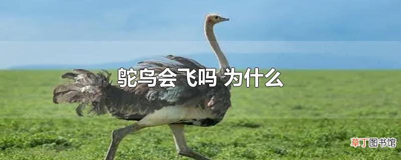 鸵鸟会飞吗 为什么