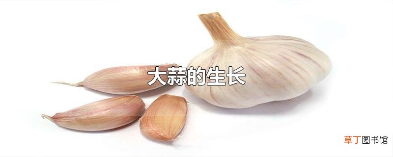 大蒜的生长