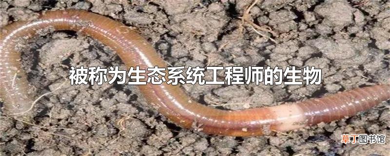 被称为生态系统工程师的生物