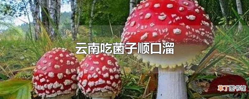 云南吃菌子顺口溜