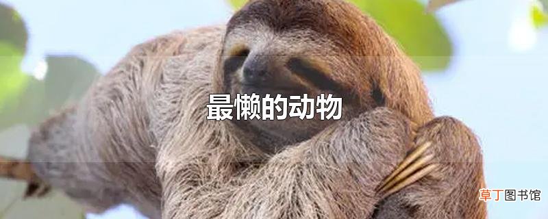 最懒的动物