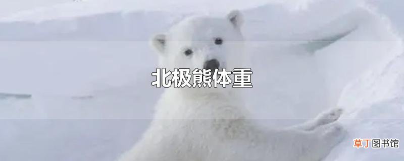 北极熊体重