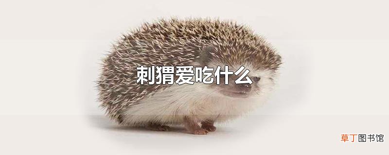 刺猬爱吃什么