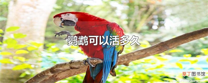 鹦鹉可以活多久