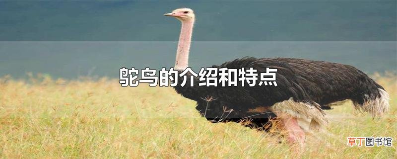 鸵鸟的介绍和特点