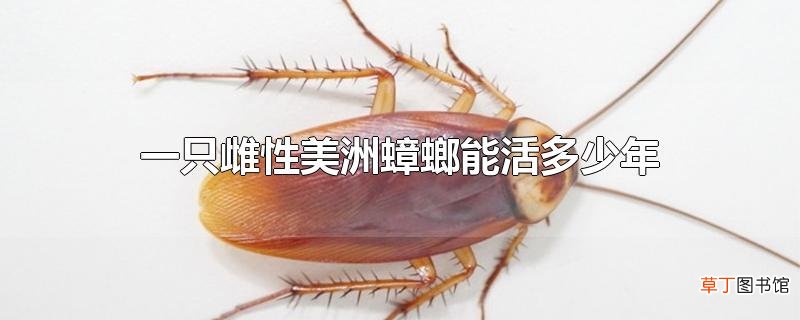 一只雌性美洲蟑螂能活多少年