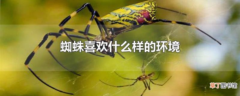 蜘蛛喜欢什么样的环境