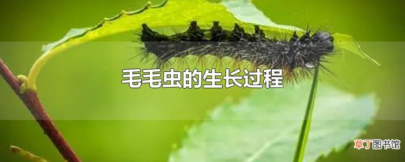 毛毛虫的生长过程