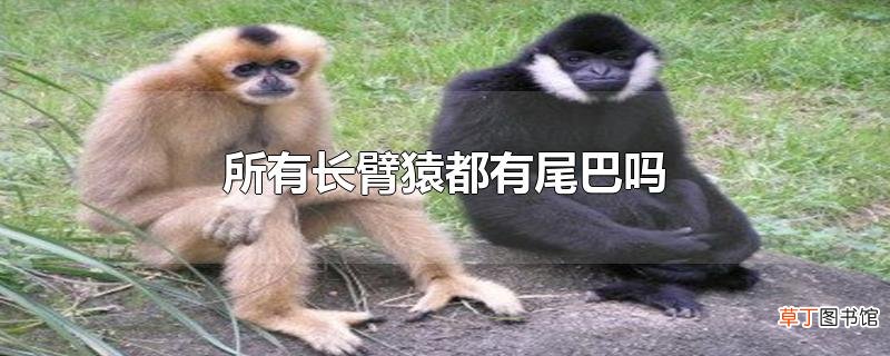 所有长臂猿都有尾巴吗