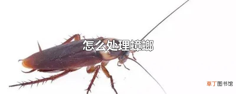 怎么处理蟑螂