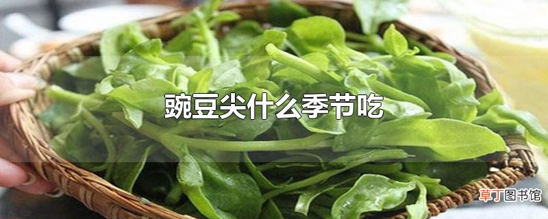 豌豆尖什么季节吃