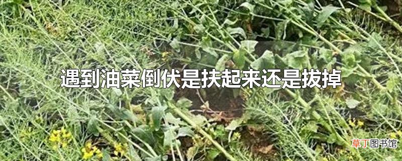 遇到油菜倒伏是扶起来还是拔掉