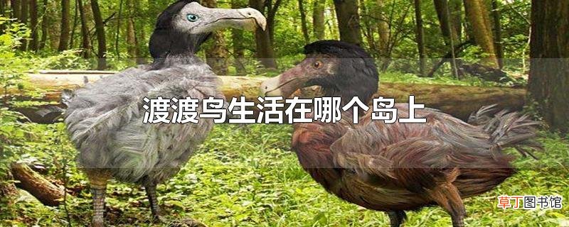 渡渡鸟生活在哪个岛上