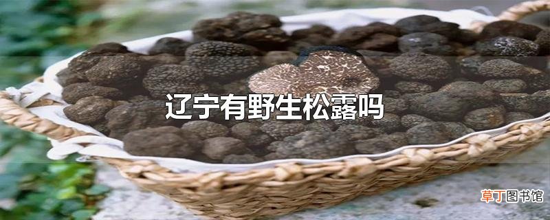 辽宁有野生松露吗
