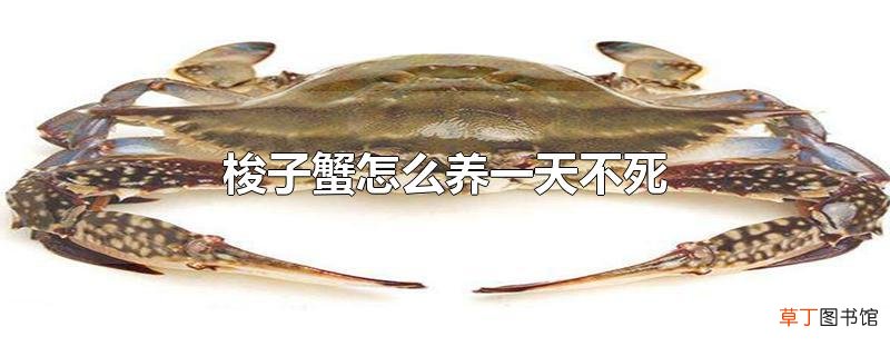 梭子蟹怎么养一天不死