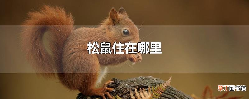 松鼠住在哪里